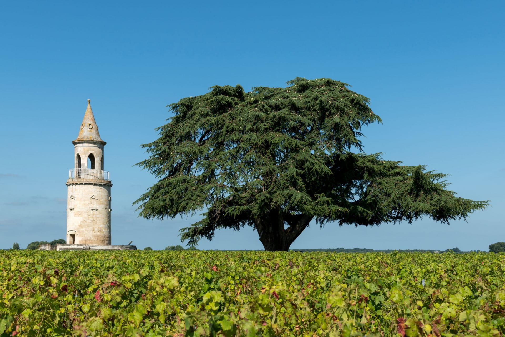 Luxury Wine Tour in Southern France: Wine Tasting from Bordeaux to Banyuls