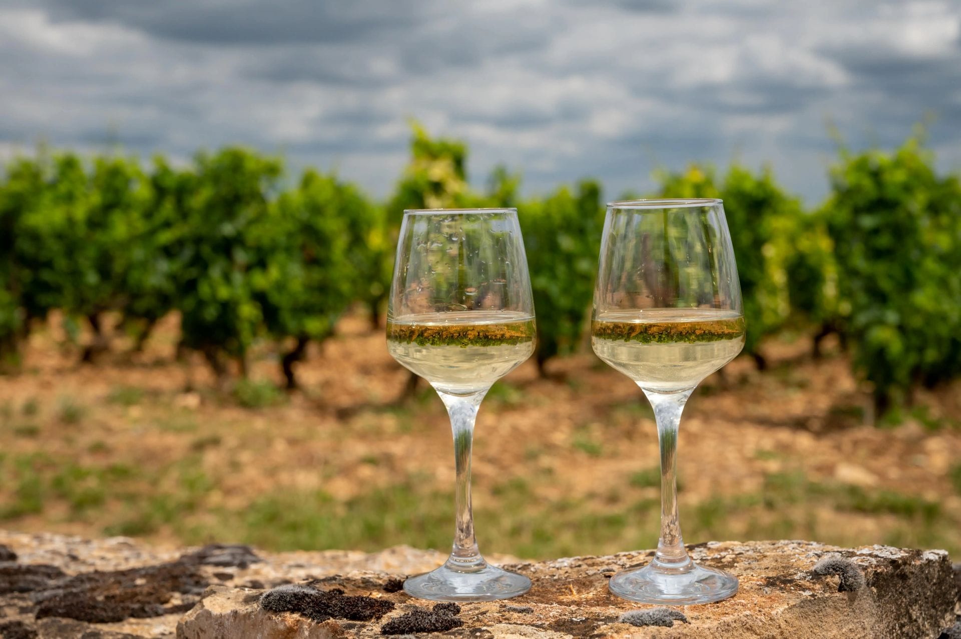 Food & Wine Tour in Burgundy and the Northern Rhône