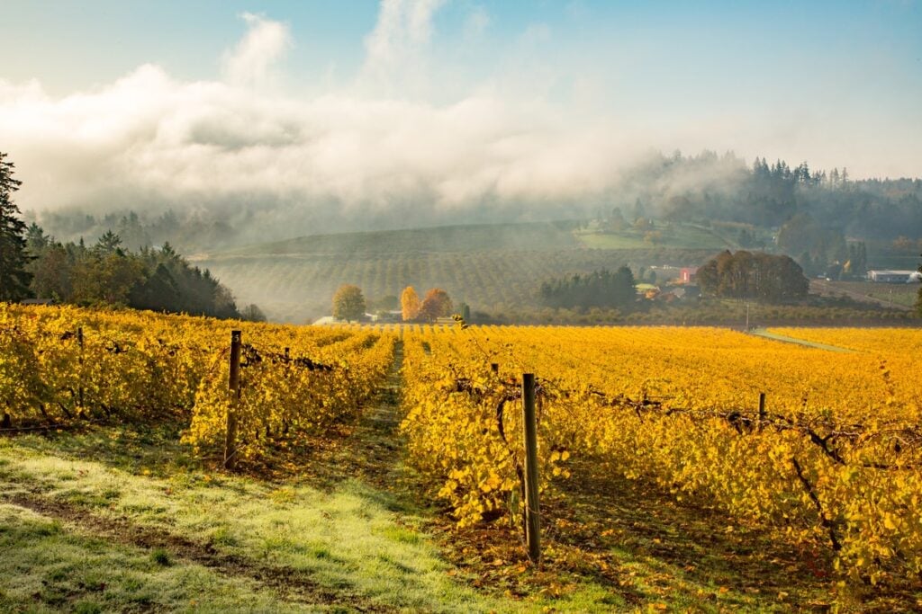 A beautiful vineyard in autumn after harvest.