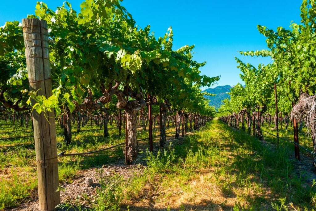 The Napa Valley vineyard in Northern California, USA.