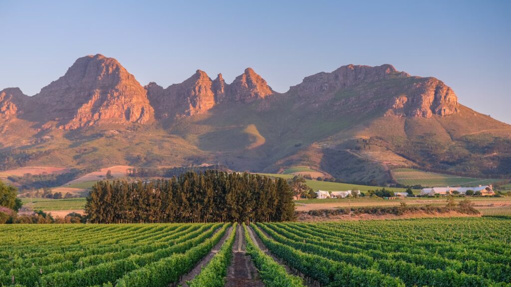 A beautiful vineyards in the Cape Winelands in South Africa.