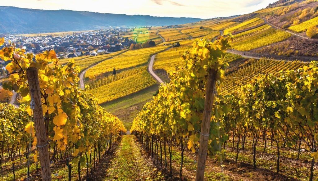 Autumn vineyards with golden vines in Mosel Valley Germany.