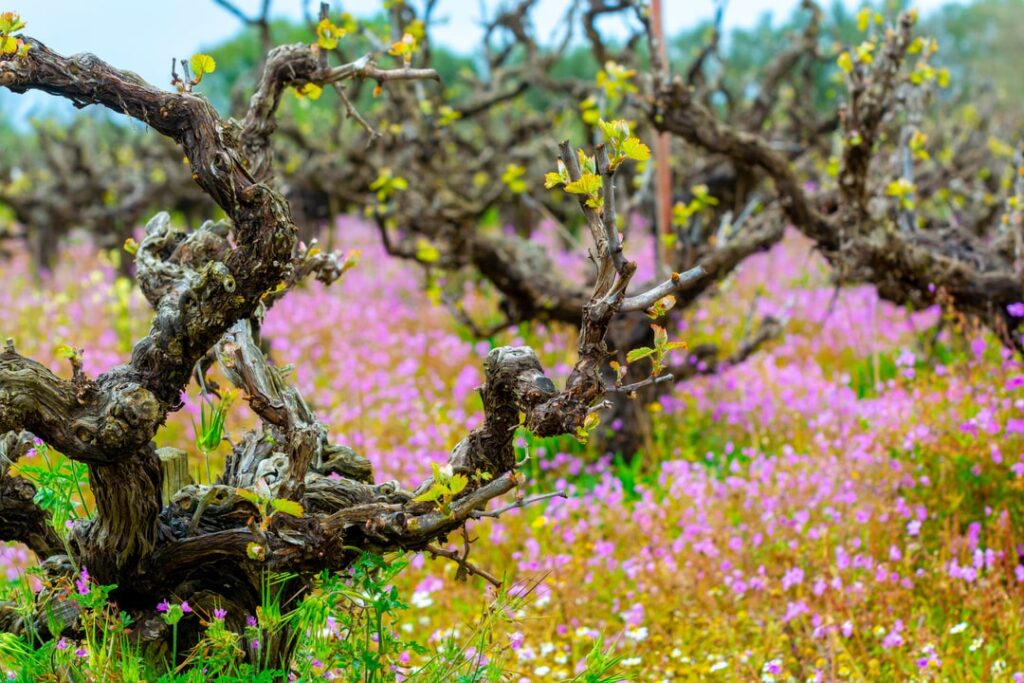 Spring vineyard with grape vine buds and wildflowers blooming.