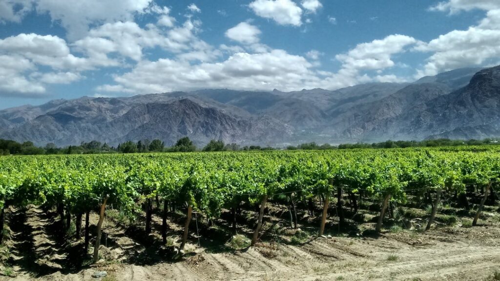 Cafayates vineyards in Argentina.