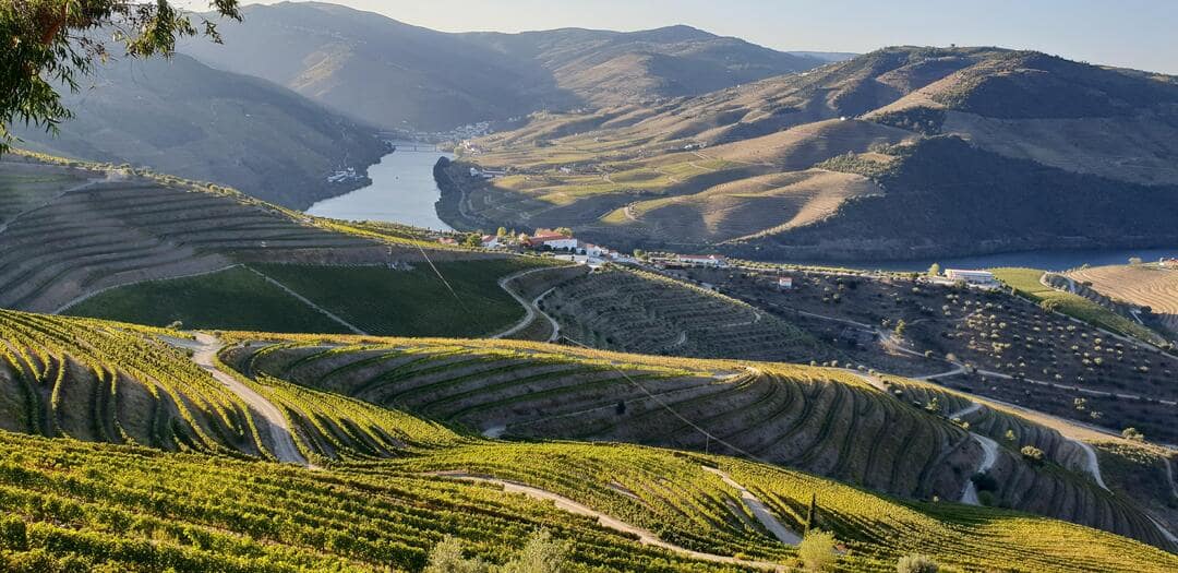 Douro Valley vineyards in Portugal.