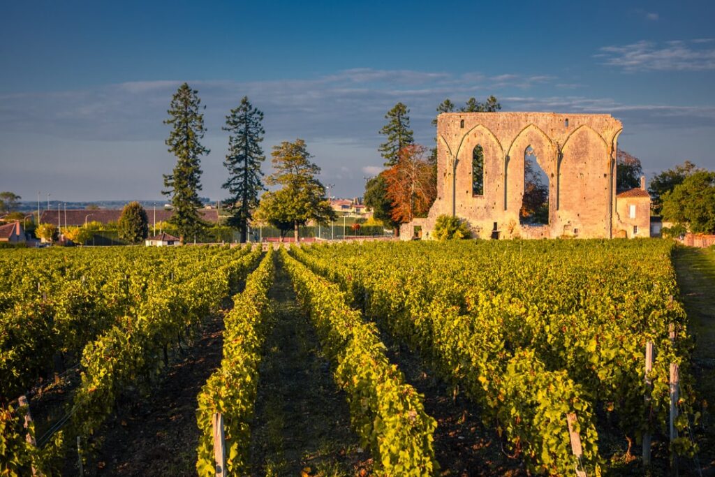 Saint Emilion vineyard in France.