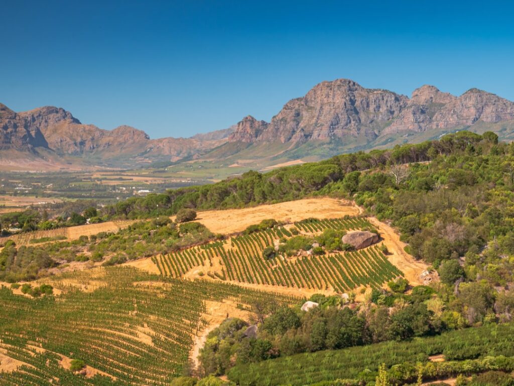 Vineyards in the Paarl wine region of South Africa.