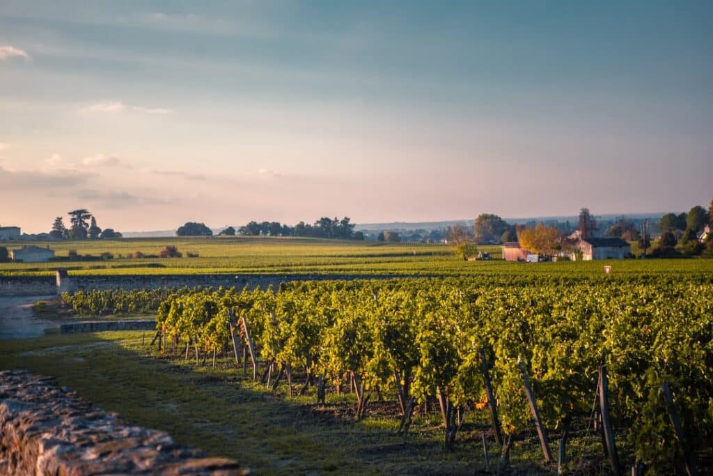 Saint-Emilion vineyard at sunset.
