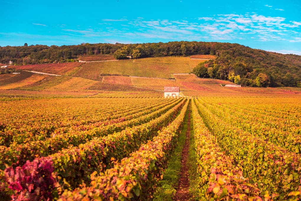 Burgundy Cote d'Or vineyards in Autumn golden colors (the Cote d'Or explained)