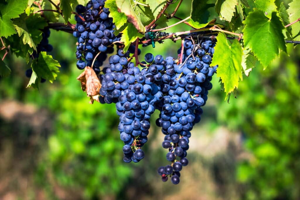 Sangiovese grapes on the vine in Tuscany Italy (the grape that defines Tuscany).