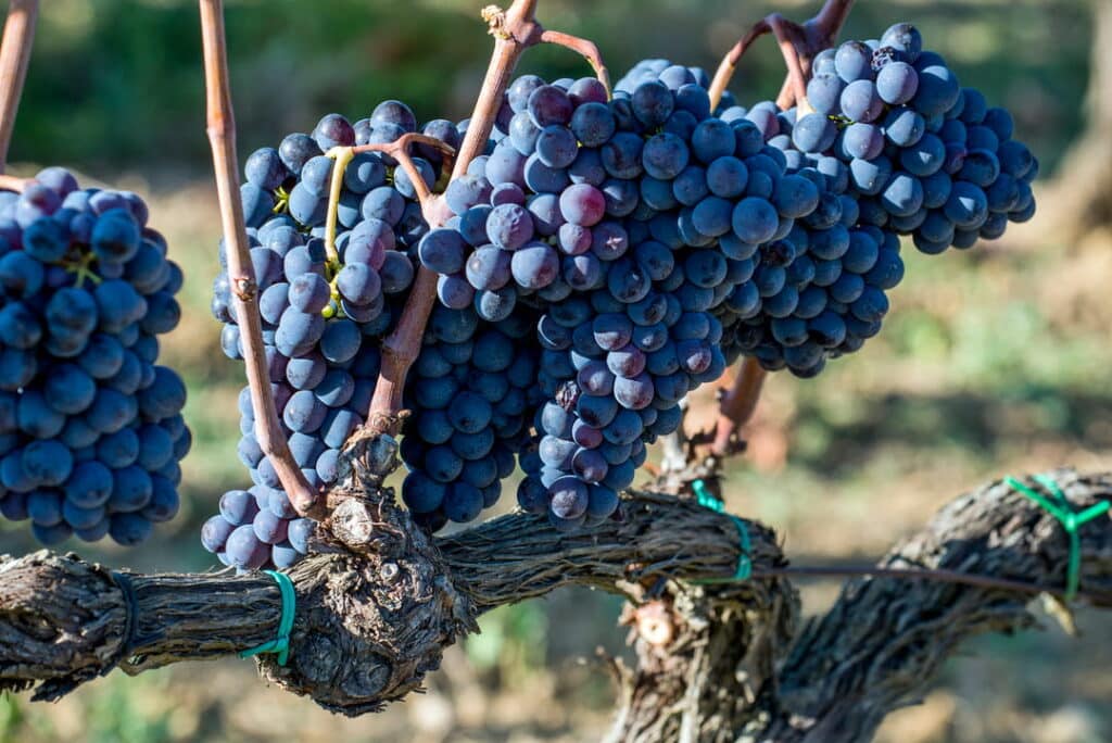 Ripe Sangiovese grapes on the vine in a Chianti vineyard, Tuscany — the grape behind both Chianti Classico and Brunello di Montalcino